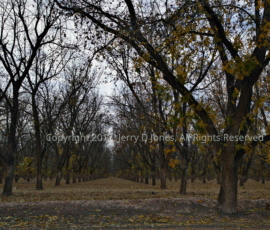 Pecan Farm near Old Mesilla, NM Pecan Farm New Mexico