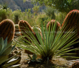 Beautiful every day of the year, Boyce Thompson elicits the pure joy of desert species. Cacti @ Boyce Thompson Arboretum