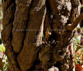 vine on post - Boyce Thompson Arboretum - Arizona vine on post - Boyce Thompson Arboretum - Arizona