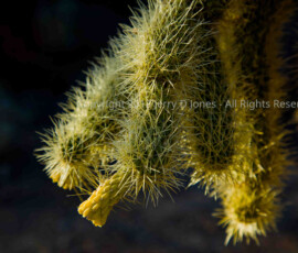 Cactus near bloom at Boyce Thompson Arboretum Cactus - BTA