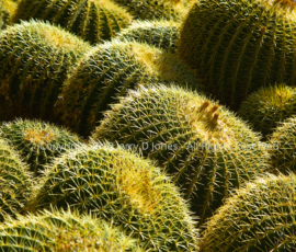 Barrel Cactuses - Boyce Thompson Arboretum, Arizona Barrel Cactuses - Boyce Thompson Arboretum, Arizona