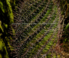 Spiral Cactus - Boyce Thompson Arboretum Spiral Cactus - Boyce Thompson Arboretum