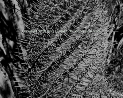 Spiral Cactus - Boyce Thompson Arboretum Spiral Cactus - Boyce Thompson Arboretum