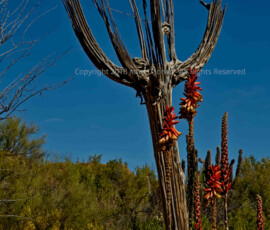 Aloe planted near the remains of a once thriving saguaro cactus Aloe near saguaro skeleeton