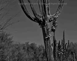 The saguaro still rules Saguaro - BTA