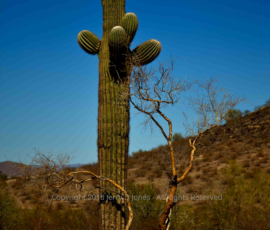 Tree and Saguaro Hieroglyphic Trail - Arizona