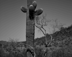 Hieroglyphic Trail, Arizona Hieroglyphic Trail, Arizona