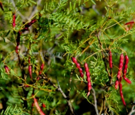 Pods - New Mexico Pods - New Mexico
