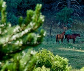 Deer and Horses Show Low Arizona Deer and Horses Show Low Arizona