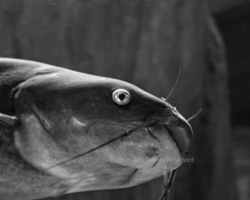 Catfish - Oddyssea - Arizona Catfish - Oddyssea - Arizona