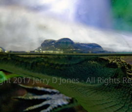 Alligator - Oddysea - Arizona Alligator - Oddysea - Arizona