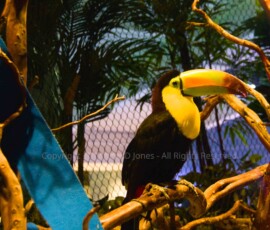 Toucan - Oddysea - Arizona Toucan - Oddysea - Arizona
