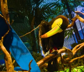 Toucan - Oddysea - Arizona Toucan - Oddysea - Arizona
