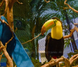 Toucan - Oddysea - Arizona Toucan - Oddysea - Arizona