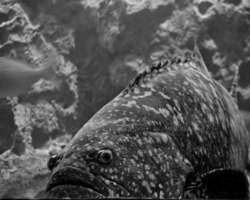 Grouper @ Odyssea in Arizona Grouper - Odyssea - Arizona