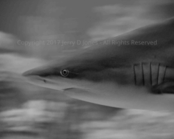 Shark - Odyssea - Arizona Shark - Odyssea - Arizona