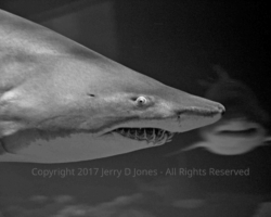 Shark - Odyssea - Arizona Shark - Odyssea - Arizona