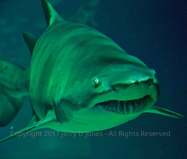 Shark - Oddysea - Arizona Shark - Oddysea - Arizona
