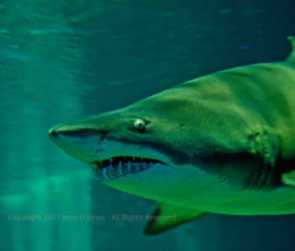 Shark - Oddysea - Arizona Shark - Oddysea - Arizona