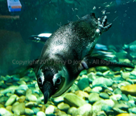 Penguin - Oddysea - Arizona Penguin - Oddysea - Arizona