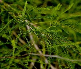 Mesquite - Mojave Desert - Arizona Mesquite - Mojave Desert - Arizona