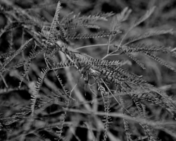 Mesquite - Mojave Desert - Arizona Mesquite - Mojave Desert - Arizona