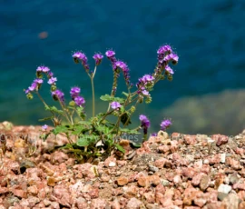 Wildflower Phacelia crenulata, Cleftleaf Wildheliotrope