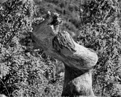 Driftwood, Lee's Ferry, Arizona Driftwood, Lee's Ferry, Arizona