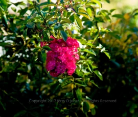 Splash of Color - Prescott, Arizona Splash of Color - Prescott, Arizona