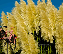 Pampas Grass - Prescott, Arizona Pampas Grass - Prescott, Arizona