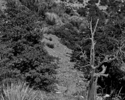 Foliage along the 'Devil's Highway' in Arizona. Foliage - Devil's Highway - Arizona