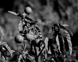 Silver Leaf Nightshade - Devil's Highway - Arizona Silver Leaf Nightshade - Devil's Highway - Arizona